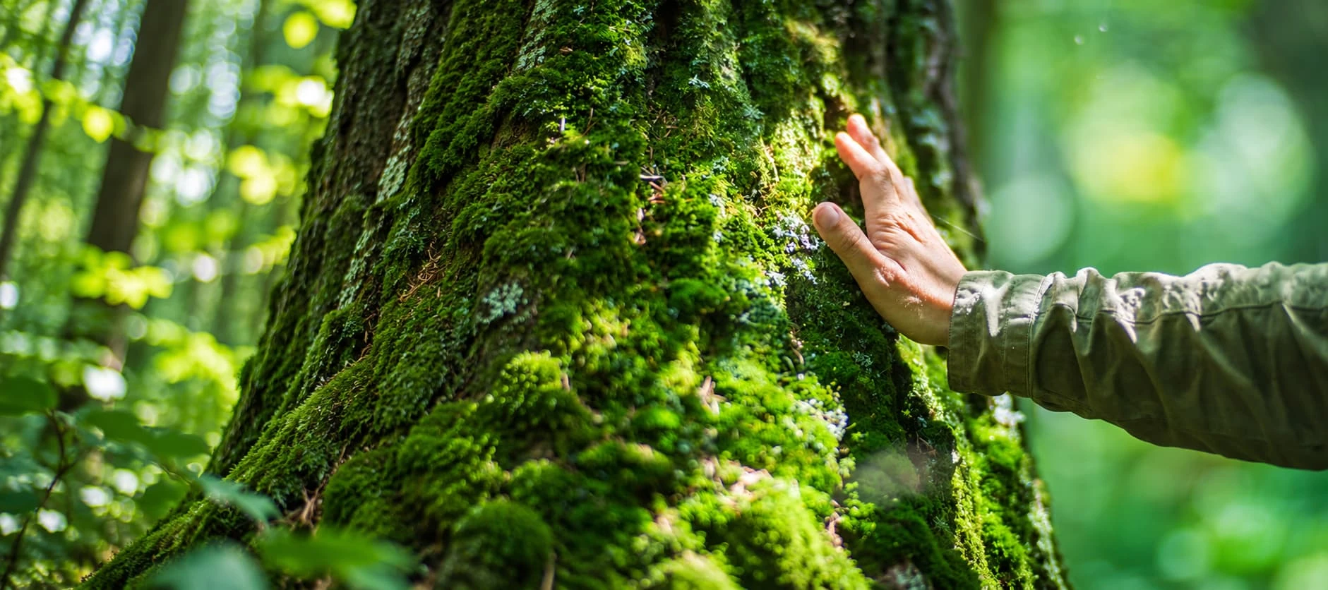 A hand rests gently on a moss-covered tree trunk