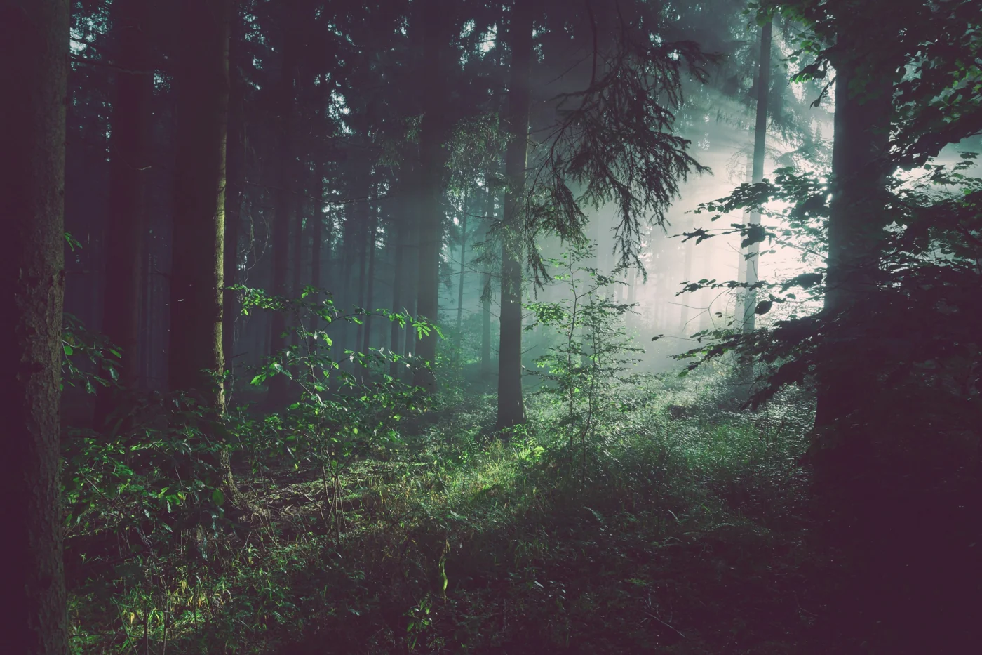 Sunlight filters through a green forest