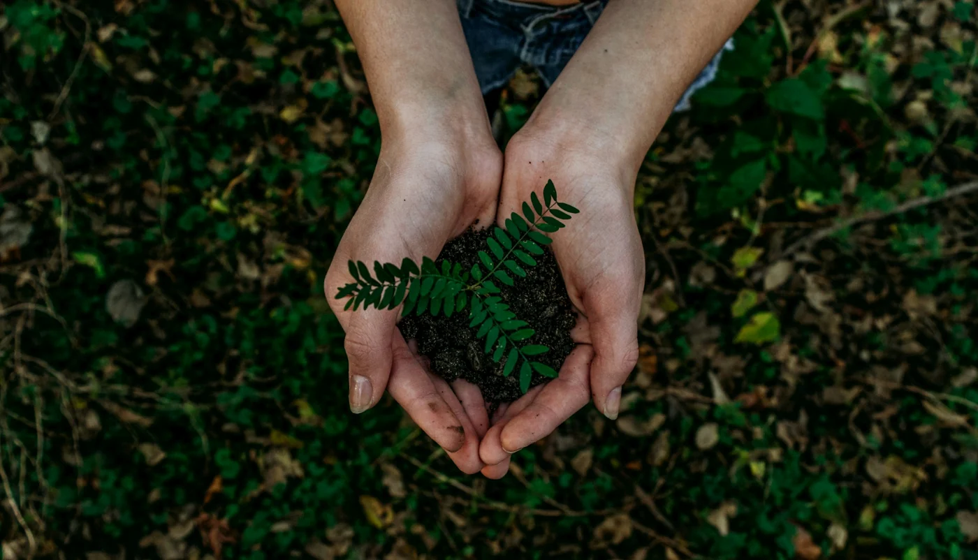 Hands caring for a young plant in the soil